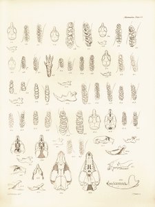 Grullas y dientes de varios tipos de roedores descritos por Charles Darwin durante su viaje de exploración a bordo del Beagle. Lámina de "The Zoology of the voyage of H.M.S. Beagle under the command of Captain Fitzroy during the years 1832 to 1836 edited a de Unbekannter Künstler