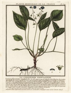 Navelwort rastrero, Omphalodes verna. de Unbekannter Künstler