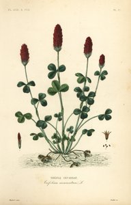 Trébol carmesí o trébol italiano, Trifolium incarnatum de Unbekannt
