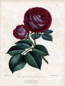 Rosa carmesí y púrpura. Variedad híbrida del té, cultivada en invernadero, tipo Rosa de China. Litografía de Worthington G.Smith (1835-1917), publicada en Floral Magazine de Unbekannter Künstler