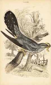 Cuco, Cuculus canorus, con una oruga en el pico. 1889 (grabado) de Unbekannter Künstler