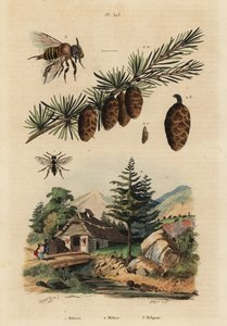 Abeja cuco, Melecta albifrons 1, alerce europeo, Larix decidua 2, y abeja melipona sin aguijón, Melipona favosa 3 de Unbekannt