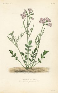 Cardamina de los prados de Unbekannt