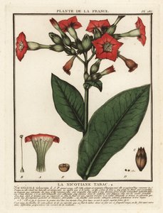 Tabaco cultivado, Nicotiana tabacum.