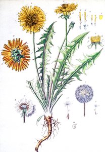 Diente de león de Unbekannter Künstler