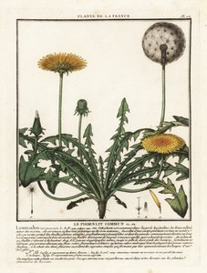 Diente de león, Taraxacum campylodes.