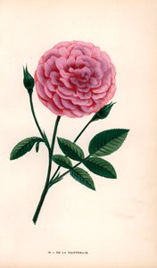 La rosa De la Grifferaie, híbrido de la Rosa multiflora, apareció en el mercado hacia 1846. Cromolitografía dibujada y litografiada según el natural por F. Grobon a partir de "Les Roses" de Hippolyte Jamain y Eugene Forney, París, J. Rothschild. de Unbekannter Künstler