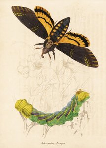 Polilla halcón cabeza de muerte, Acherontia atropos. Grabado en acero coloreado a mano de la Galería de Historia Natural de Georg Friedrich Treitschke, Naturhistorischer Bildersaal des Thierreiches, Liepzig-1842. de Unbekannter Künstler