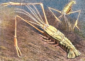 Langostino de aguas profundas de Unbekannter Künstler