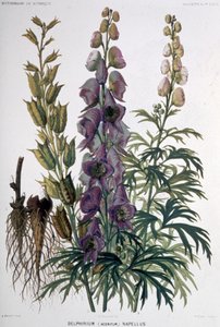 Delphinium Napellus, c.1850-1900 (litografía)