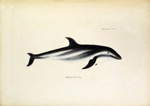 Delphinus Fitz-Royi Delfín negro o Fitzroy por el nombre del capitán Robert Fitzroy del Beagle. Lámina de "The zoology of the voyage of H.M.S. Beagle. described by John Gould, with notice of their habits by Charles Darwin". de Unbekannter Künstler