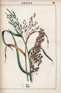 Descripción del cereal: arroz y mijo. Cromolitografía en "Recueil d