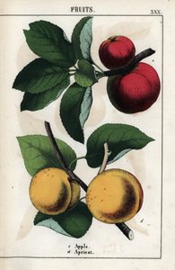 Descripción de las frutas: manzanas rojas y albaricoques. Cromolitografía en "Recueil d