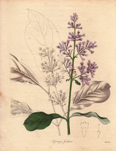 Descripción de la lila húngara (Syringa josikaea), originaria de Europa central y oriental. Ilustración de Miss R. Mills (en activo entre 1836 y 1842), en The Botanist, serie de Benjamin Maund en cinco volúmenes, publicada entre 1836 y 1842. Esta obra es f de Unbekannter Künstler