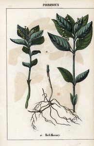 Descripción de la planta anual mercuriale, flores, frutos y raíces.