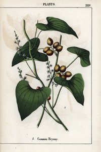 Descripción de la briona común (Bryonia alba), con sus bayas doradas. Cromolitografía en "Recueil d