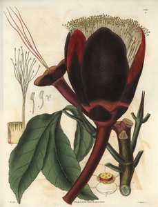 Descripción de la gran flor de color chocolate oscuro de la planta del Pecanero, que produce frutos secos comestibles, las nueces pecanas. Planta originaria de Sudamérica. Ilustración de Wiliam Jackson Hooker (1785-1865), botánico y escritor británico, pro de Unbekannter Künstler