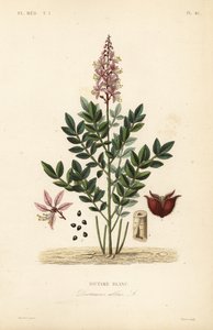 Dictamo, Dictamnus albus de Unbekannt