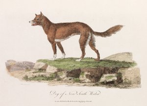 Perro de Nueva Gales del Sur de Unbekannter Künstler