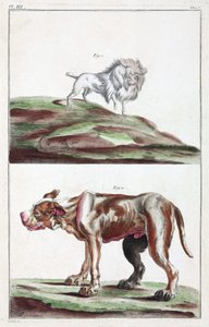 Perros de Unbekannt
