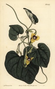 Aristoloquia de hojas vellosas, Aristolochia tomentosa de Unbekannt
