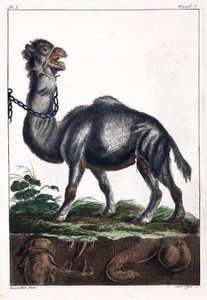 Dromedario de Unbekannt