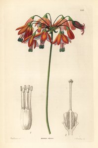 Gotas de coral o coral de México - Gotas de coral o bessera elegante, Bessera elegans. Grabado en cobre coloreado a mano por G. Barclay según Miss Sarah Drake de John Lindley and Robert Sweet