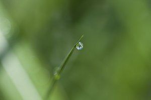 Gota (fotografía) de Unbekannter Künstler