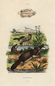 Ornitorrinco, Ornithorhynchus anatinus de Unbekannt