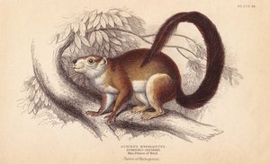 Ardilla de Duvaucels, Sciurus hypoleucus. ¿Ardilla gigante india De un espécimen del Museo Príncipe Maximiliano de Wied-Neuwied. Grabado en acero coloreado a mano por Lizars a partir de una ilustración de Charles Hamilton Smith del Naturalist