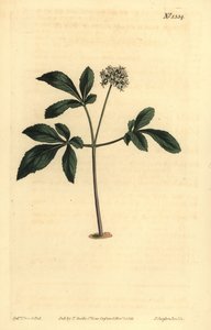 Ginseng enano, Panax trifolius de Unbekannt