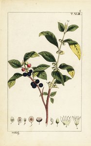 Espino cerval, Flueggea tinctoria.