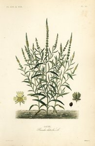 Reseda amarilla, Reseda luteola de Unbekannt