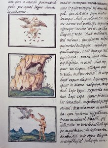 Águilas, página del Códice Florentino, versión bilingüe en español y náhuatl, Historia General de las Cosas de Nueva España por el misionero español Fray Bernardino de Sahagún (1499-1590). Civilización azteca