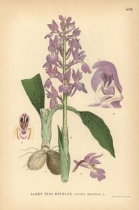Orquídea púrpura temprana, Orchis mascula