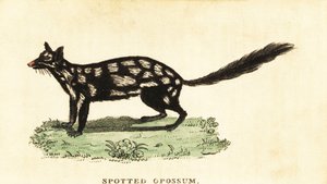 Cuellito oriental, Dasyurus viverrinus. ,1800 (grabado)