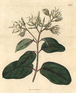 Echite - Kamettia caryophyllata (Echites caryophyllata). Grabado botánico coloreado a mano de la revista Curtis