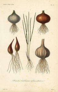 Plantas bulbosas comestibles, plantes bulbeuses alimentaires de Unbekannt