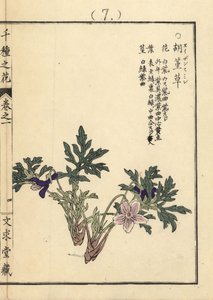 Violeta eizan sumire dorada, Viola eizanensis. Grabado en madera coloreado a mano por Kono Bairei de Senshu no Hana (Mil variedades de flores), Bunkyudo, Kioto. de Unbekannter Künstler