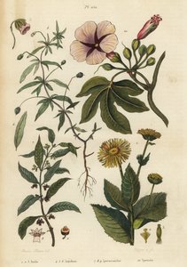 Inula, Inula helenium 1-3, violeta verde, Hybanthus especie Ionidium polygalifolium 4-6, ipecacuana, Carapichea ipecacuanha 7-9, y gloria de la mañana, Ipomoea insignis 10 de Unbekannt
