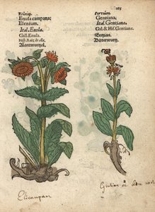 Helenio, Inula helenium y genciana. Grabado en madera coloreado a mano de una ilustración botánica del Krauterbuch, o Herbal, de Adam Lonicer, Fráncfort. de Unbekannter Künstler