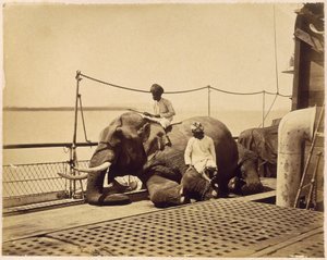 Elefante en la cubierta de un barco, Penang, Malasia de Unbekannt