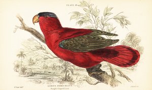 Lorius domicella, un loro en peligro de extinción. 1889 (grabado) de Unbekannter Künstler