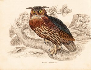 Búho real, Bubo bubo (Bubo maximus). Grabado en acero coloreado a mano de la Galería de Historia Natural de Georg Friedrich Treitschke, Naturhistorischer Bildersaal des Thierreiches, Liepzig. de Unbekannter Künstler