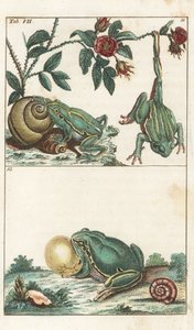Ranas europeas e italianas - Agua fuerte de Gottlieb Tobias Wilhelm (1758-1811), de la Enciclopedia de Historia Natural: Anfibios de Unbekannter Künstler