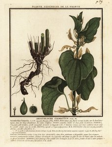 Agripalma europea, Aristolochia clematitis.