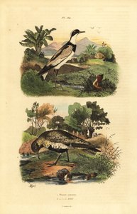 Chorlito dorado europeo, Pluvialis apricaria, y chorlito anillado, Charadrius hiaticula de Unbekannt