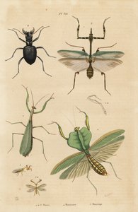Mantis europea, Mantis religiosa 1, mantis hoja, Choeradodis rhomboidea 2, escarabajo tigre, Manticora latipennis 3, mantidfly, Mantispa styriaca 4