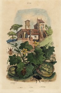 Escarabajo aceitero europeo, Meloe proscarabaeus 1,2, melón de Honfleur, Cucumis melo 3, y mosca de las ovejas, Melophagus ovinus 4 de Unbekannt