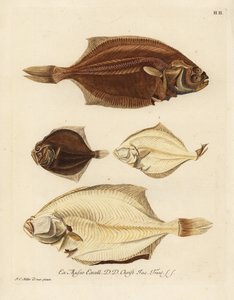 Platija europea, Pleuronectes platessa 1,2 y rémol, Scophthalmus rhombus 3,4. Rodaballo o doblado del lado derecho, Platessa, del lado izquierdo, Platija o rombo del lado izquierdo, platija pequeña del lado mem. Grabado en cobre coloreado a mano según un i de Unbekannter Künstler